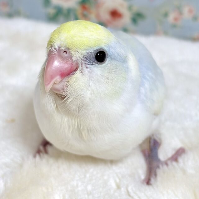 マメルリハ ターコイズダイリュートヘビーパイド 🍨