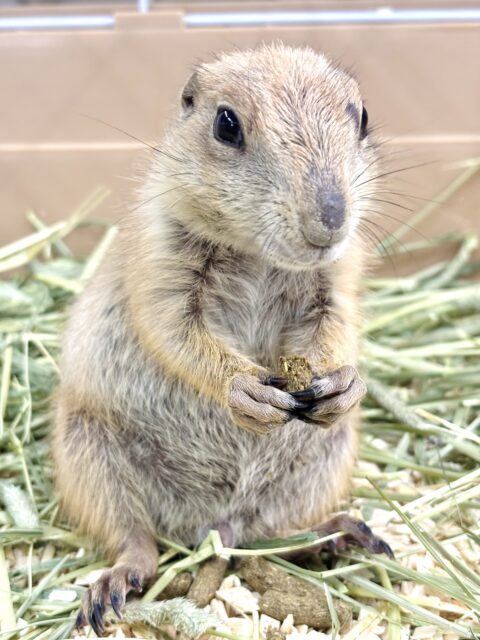 プレーリードッグ