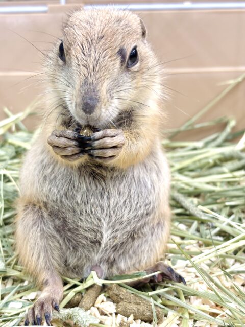 プレーリードッグ