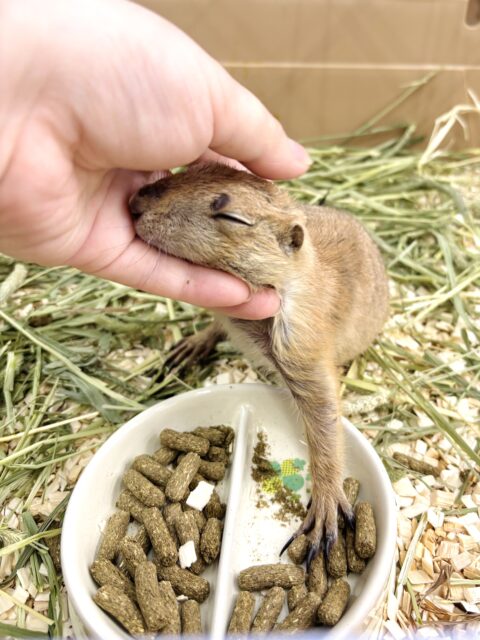 プレーリードッグ