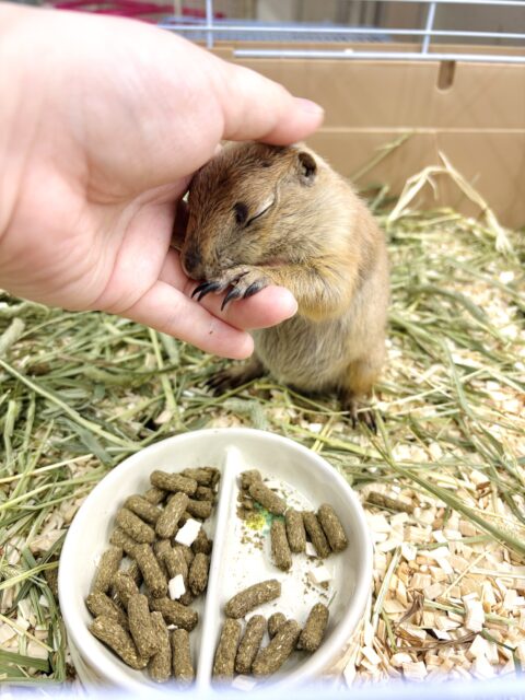 プレーリードッグ