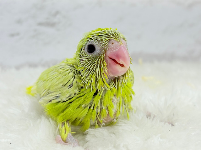 フレッシュ🫧ライムカラー🍋‍🟩マメルリハ(アメリカンイエロー)女の子 ヒナ