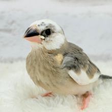 インパクト強め‪☆桜文鳥(パイド) ヒナ