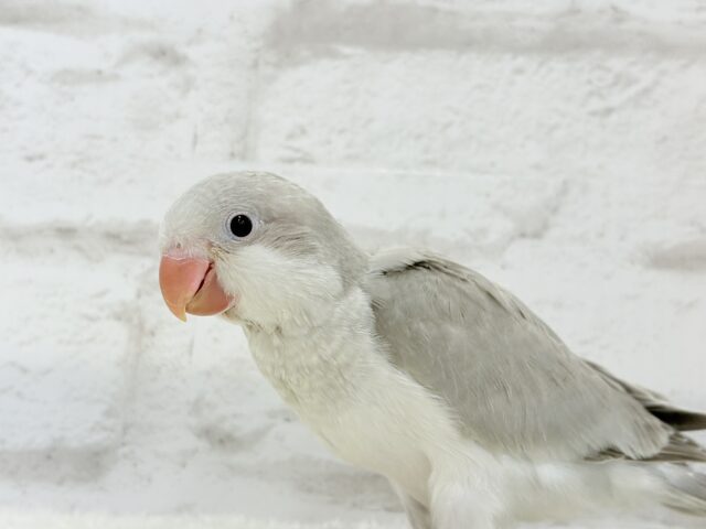 オキナインコ