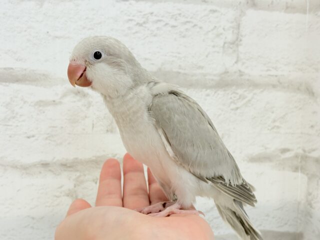 オキナインコ