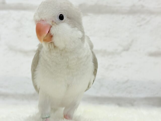 オキナインコ