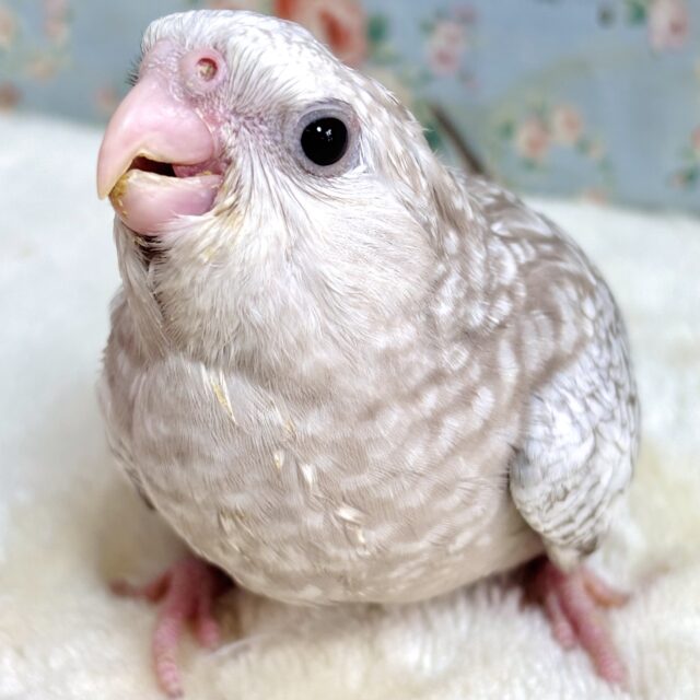 オカメインコ ホワイトフェイスシナモンパール ⚪️✨️🤎