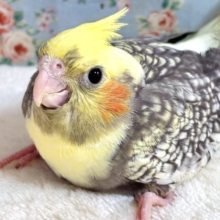 オカメインコ  パールパイド  🤍🖤💛🌼