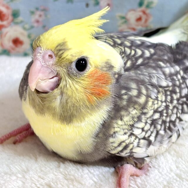 オカメインコ パールパイド 🤍🖤💛🌼
