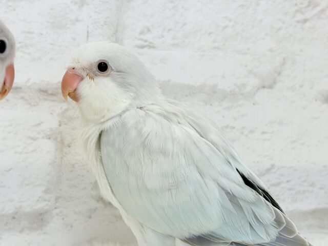 オキナインコ