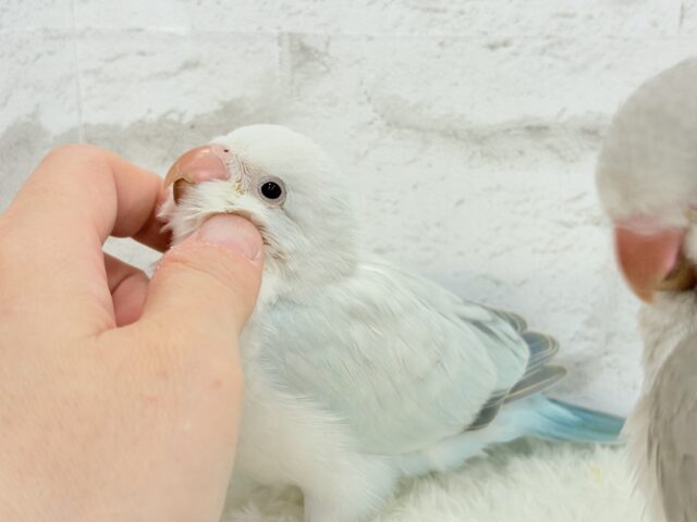 オキナインコ