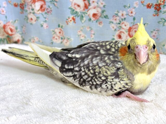 オカメインコ