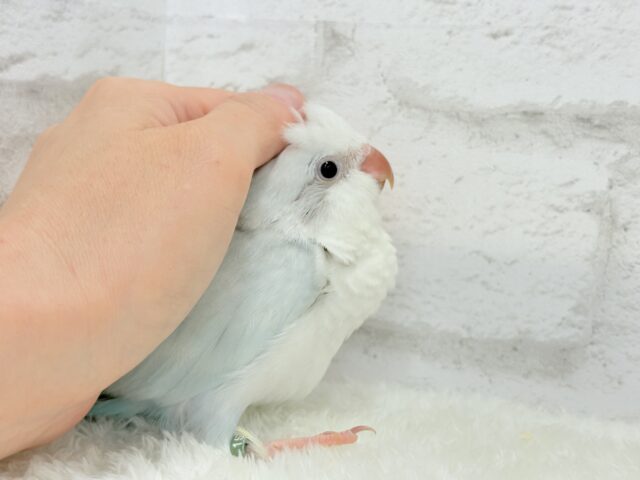 オキナインコ