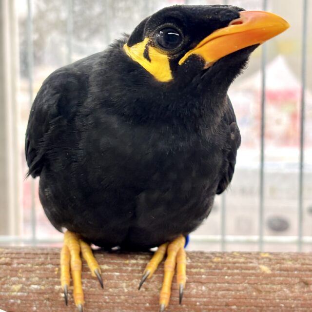 九官鳥 💛🌼🖤