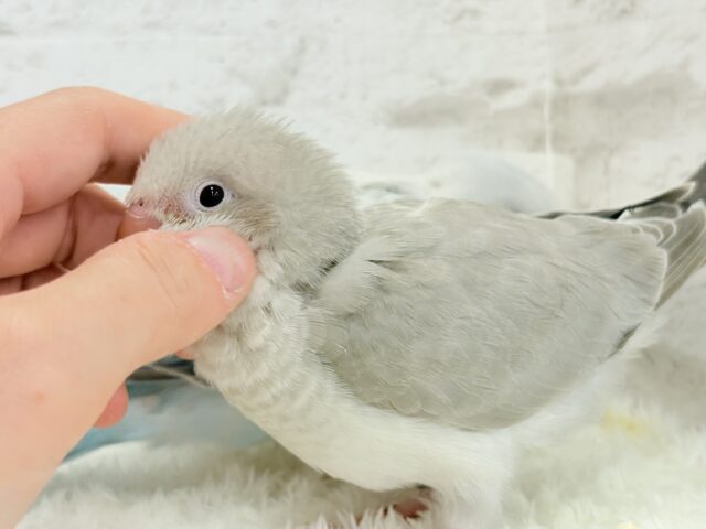 オキナインコ