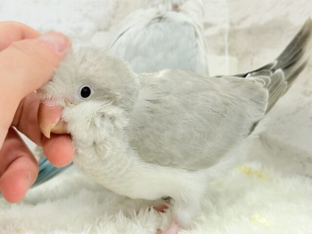 オキナインコ