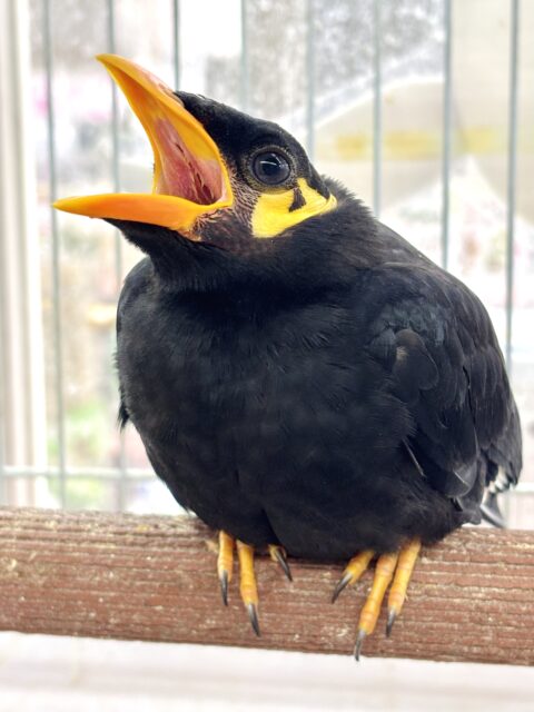 九官鳥（キュウカンチョウ）