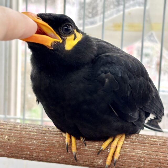 九官鳥（キュウカンチョウ）