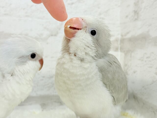 オキナインコ