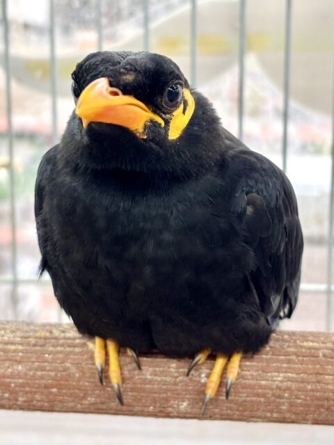 九官鳥（キュウカンチョウ）