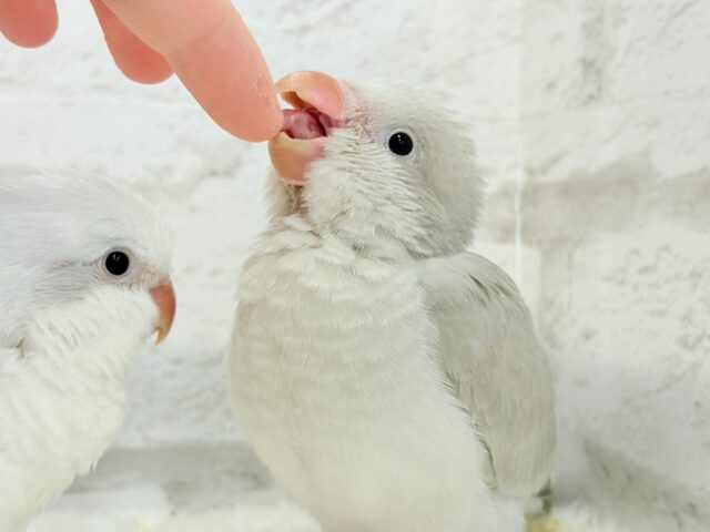 オキナインコ