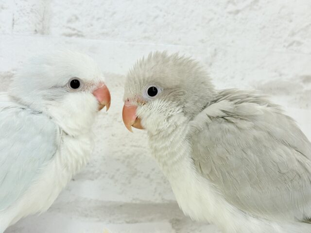 オキナインコ