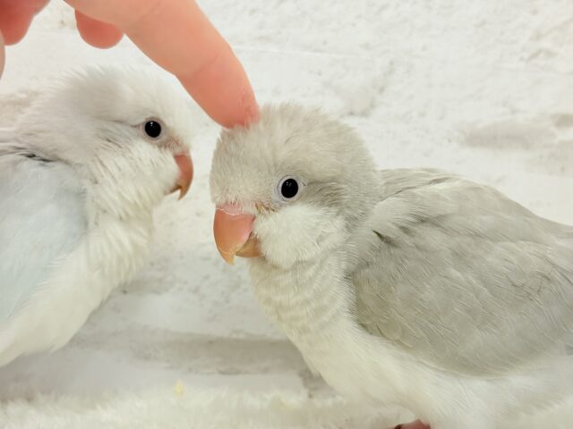 オキナインコ