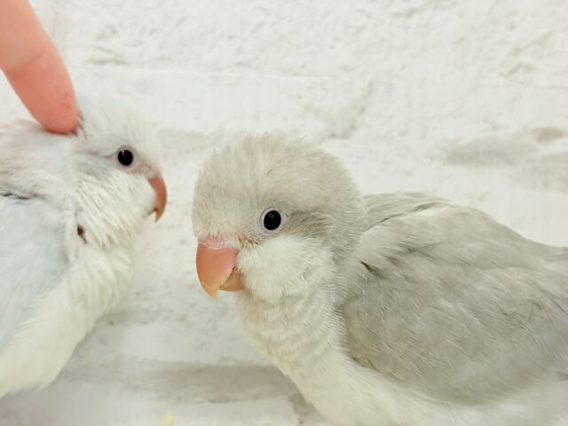 オキナインコ