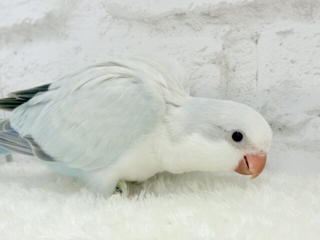 オキナインコ