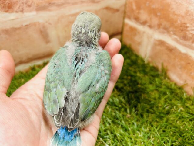 コザクラインコ（小桜インコ）