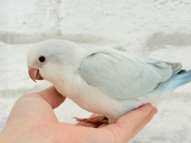 オキナインコ