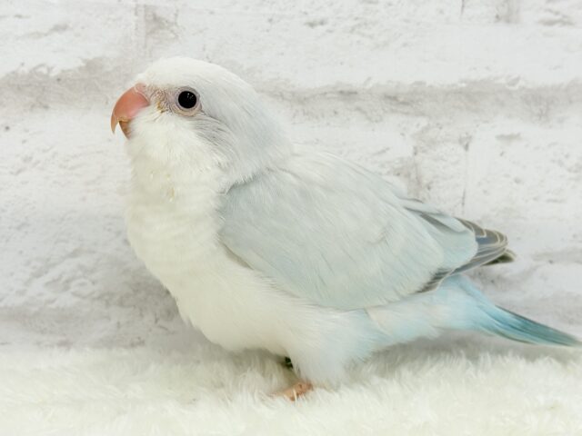 オキナインコ