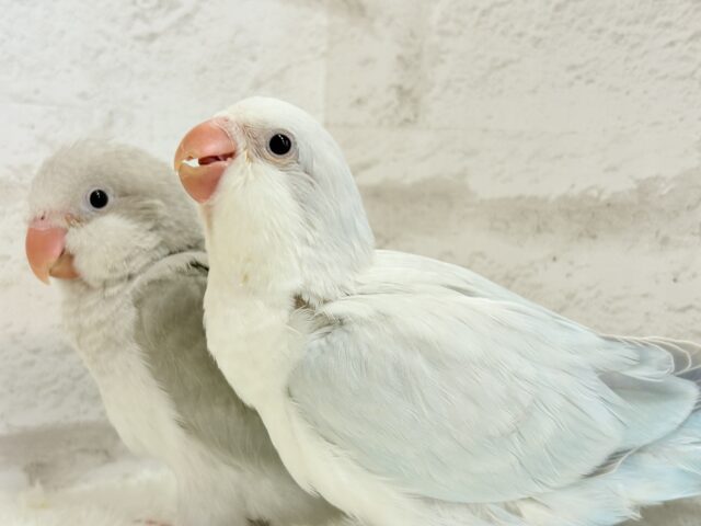 オキナインコ