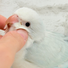 【動画更新🪄】ダンスが上手♬涼しげアイスブルー🧊🎐オキナインコ(ブルーパリドオパーリン) ヒナ