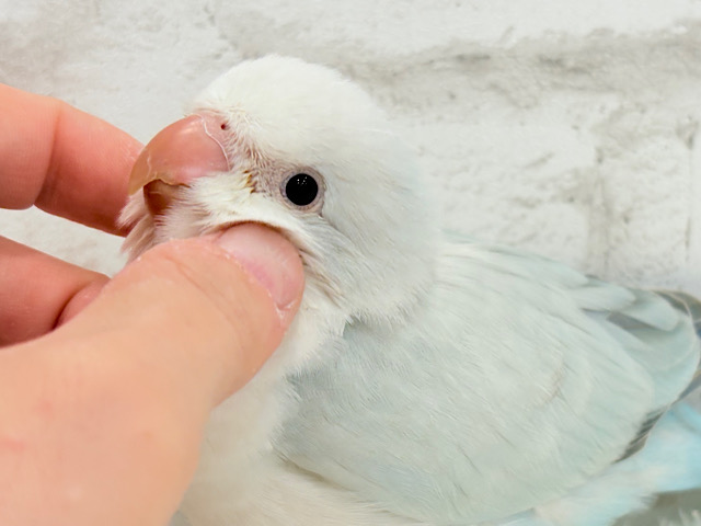 【動画更新🪄】ダンスが上手♬涼しげアイスブルー🧊🎐オキナインコ(ブルーパリドオパーリン) ヒナ