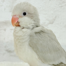 【最新画像・動画更新🪄】落ち着いたカラーの魅力溢れる🫧オキナインコ(コバルトパリド) ヒナ