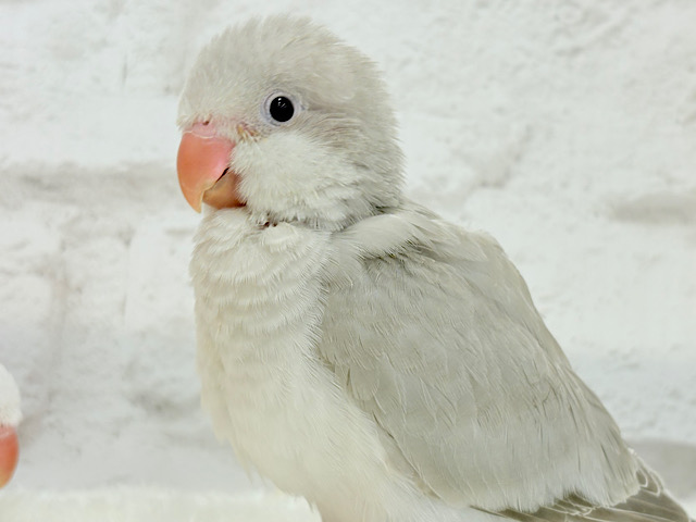 【最新画像・動画更新🪄】落ち着いたカラーの魅力溢れる🫧オキナインコ(コバルトパリド) ヒナ
