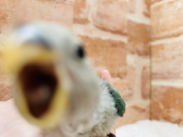 コザクラインコ（小桜インコ）