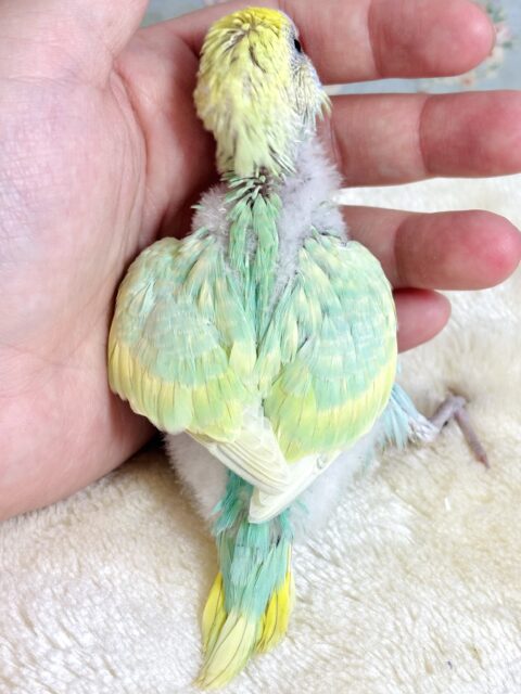 セキセイインコ