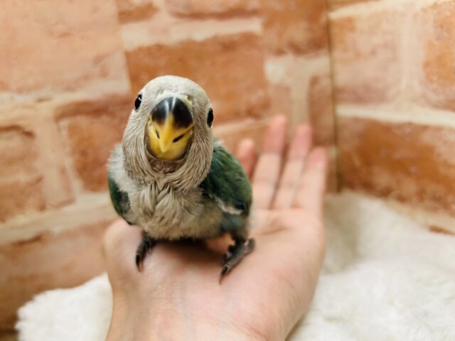 コザクラインコ（小桜インコ）