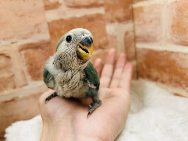 コザクラインコ（小桜インコ）