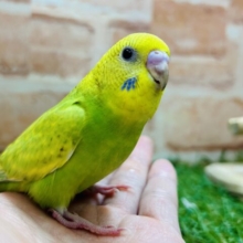カワイイでしょ？？💙💙　セキセイインコ（グリーンスパングル）