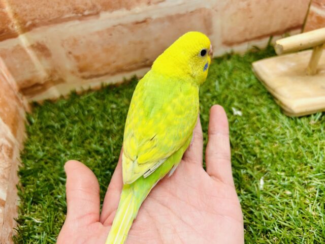 セキセイインコ