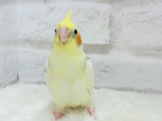 オカメインコ