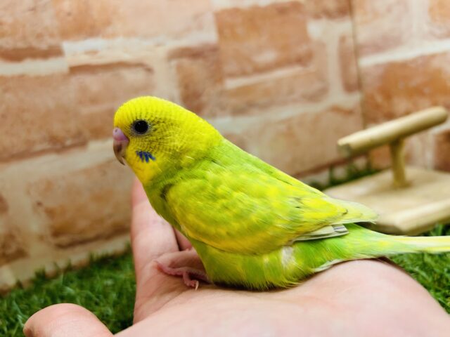 セキセイインコ