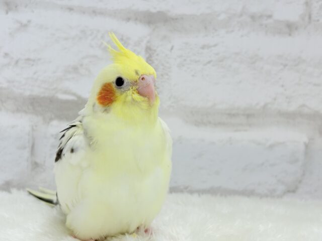オカメインコ