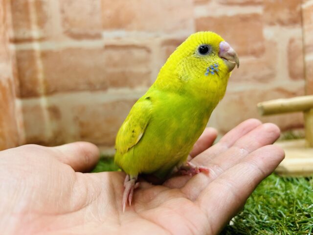 セキセイインコ