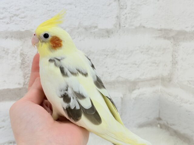 オカメインコ