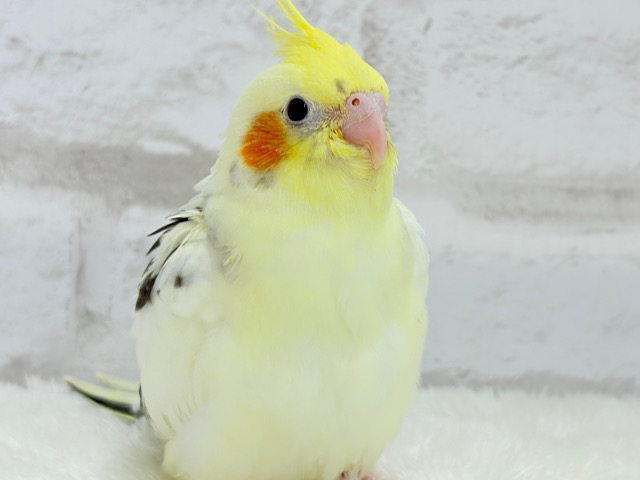 【最新画像更新🪄】ウシ柄の鳥さんっ！？🐄⸒⸒オカメインコ(パイド) ヒナ