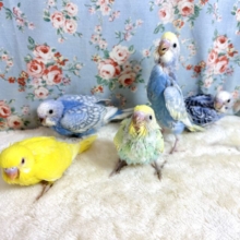 セキセイインコ  5羽ご紹介‪🦜‬‪🦜‬‪🦜‬‪🦜‬‪🦜‬